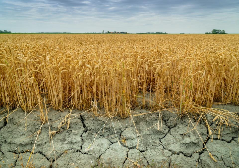   <span class="attribution"><a class="link " href="https://www.shutterstock.com/es/image-photo/wheat-crops-suffer-drought-continues-field-1145270459" rel="nofollow noopener" target="_blank" data-ylk="slk:Jasper Suijten / Shutterstock;elm:context_link;itc:0;sec:content-canvas">Jasper Suijten / Shutterstock</a></span>