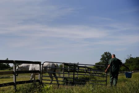 Scott Coyle, an inmate at the State of New York Wallkill Correctional Facility, opens a gate for a retired thoroughbred on a prison farm in Wallkill, New York June 16, 2014. REUTERS/Shannon Stapleton