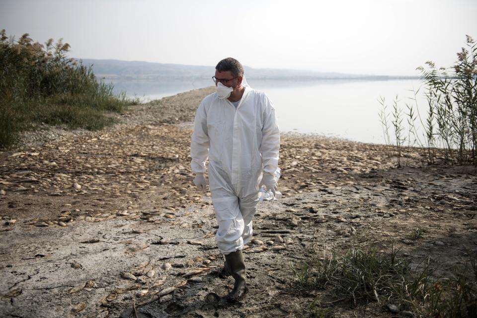 An expert inspects the shores of Koroneia Lake in northern Greece, on Thursday, Sept. 19, 2019. Thousands of freshwater fish have been found dead at Lake Koroneia, outside the northern Greek city of Thessaloiniki, after the water level fell sharply due to a drought in the region. (AP Photo/Giannis Papanikos)