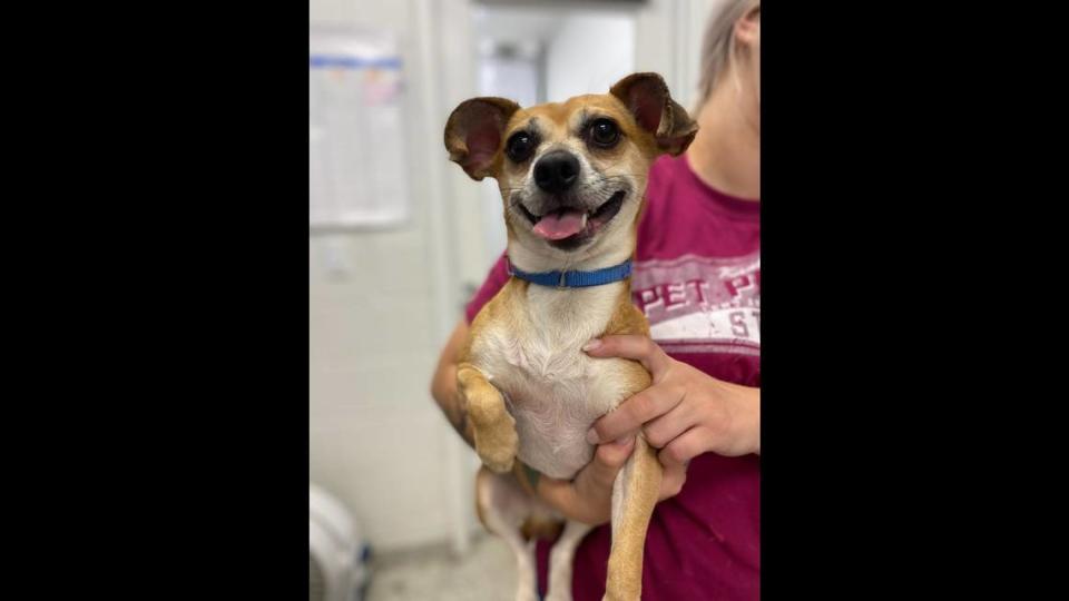 This Chihuahua was found near E 26th Street and Troost Avenue on July 3 and taken in by the KC Pet Project. He will be held for three more days as past of a mandatory five-day hold on strays before being put up for adoption.