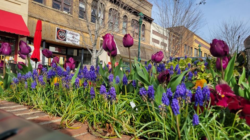 Tulips and other flowers are in full bloom along Main Street in downtown Hendersonville on Tuesday, March 29, 2022.