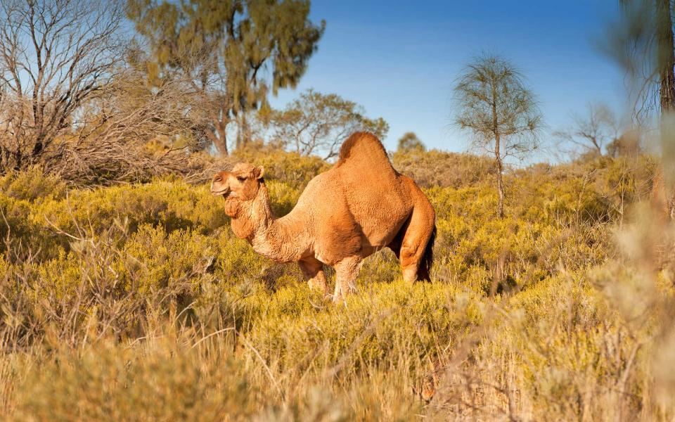 Camelback excursions in Australia