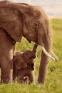 <p>Nine months is nothing: African elephants have the longest pregnancy of any mammal, which can last up to 2 years.</p>