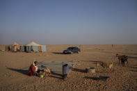 A Sahrawi nomad feeds cattle on the outskirts of Boujdour refugee camp, Algeria, Saturday, Oct. 16, 2021. (AP Photo/Bernat Armangue)