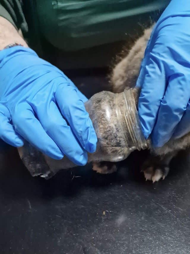 Firefighters rescue baby fox stuck in jam jar