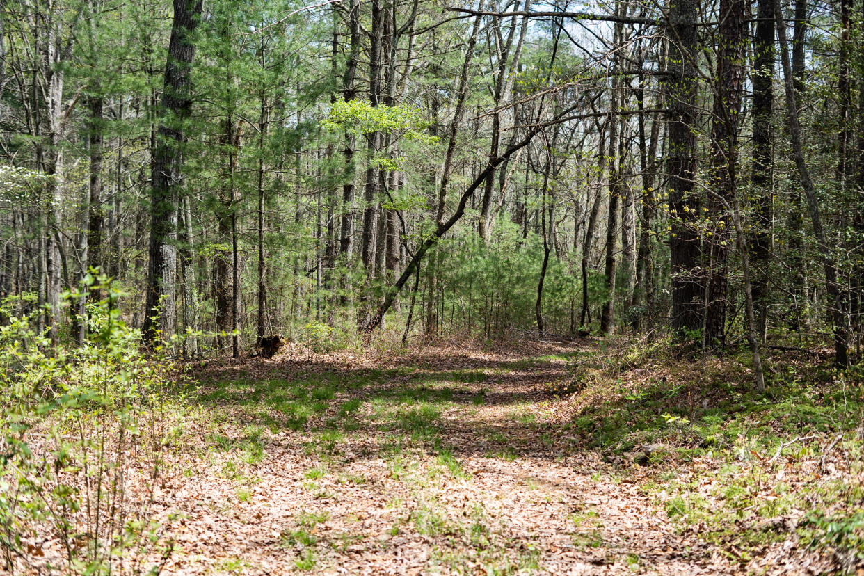 More than 100 acres of forested land slope toward the French Broad River in South Asheville, ribboned with wetland and streams, further complicated by a series of bluffs and ravines.