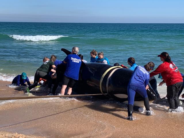 Newborn sperm whale calf strands on beach near Marineland