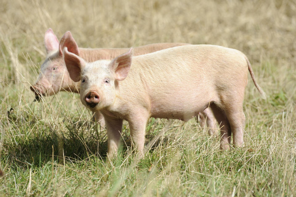 Two piglets on an English pig farm.