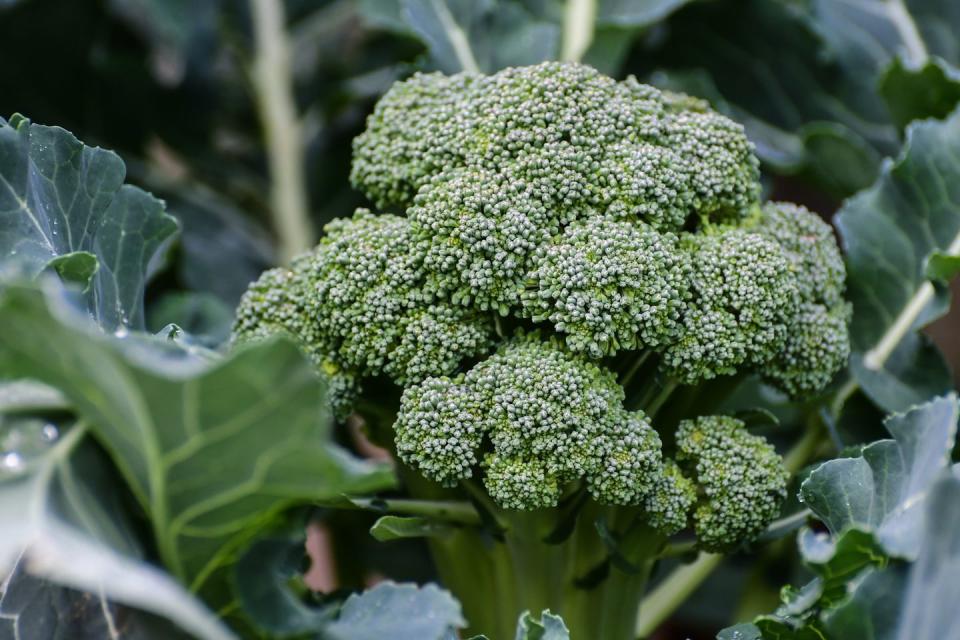 7) Broccoli