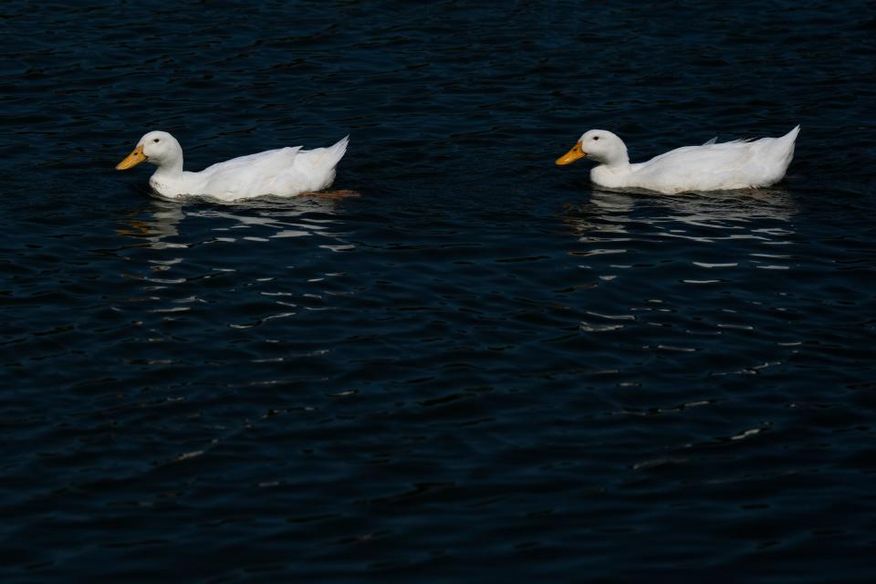 According to Longbottom, there are seven different breeds of domestic ducks living at Delhi Park, including these domestic American Pekins.