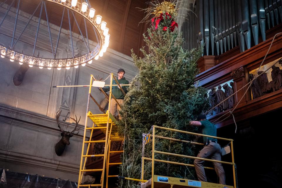 The boughs of a 35-foot-tall Fraser fir are released after the annual Christmas tree raising in the Banquet Hall of the Biltmore House, November 1, 2023.