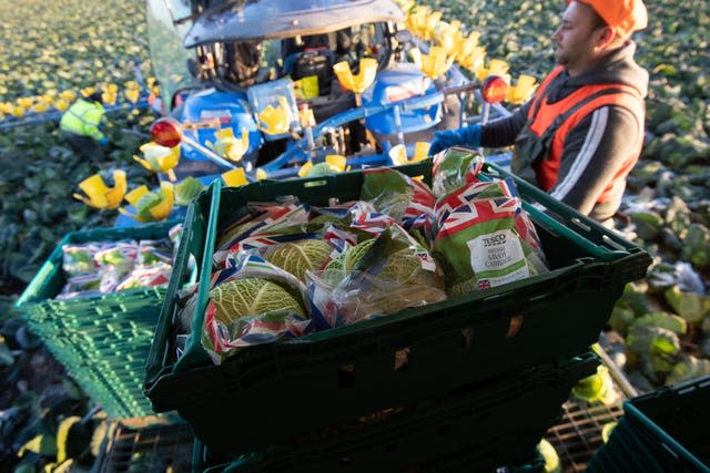 Vegetable harvest