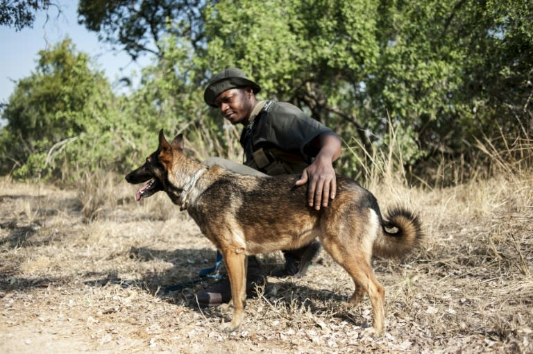 A member of the Kruger National Park Anti-Poaching K9 Unit and his dog patrol through the bush on June 23, 2015