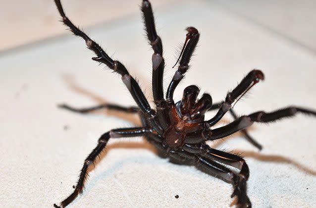 A full-grown adult funnel web is one of the world most venomous species of spider. Source: Australian Reptile Park