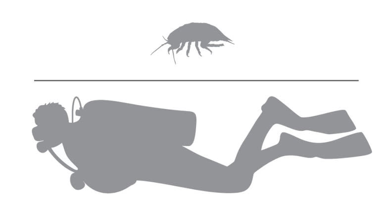 大王具足蟲和人類體型的對照。montereybayaquarium.org