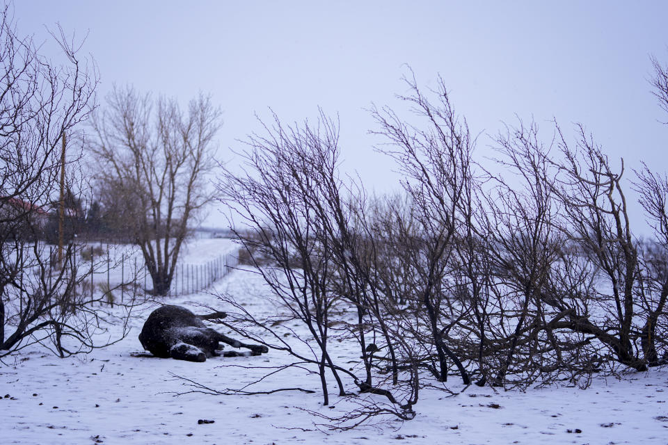 Snow covers a cow killed by the Smokehouse Creek Fire, Thursday, Feb. 29, 2024, in Fritch, Texas. A wildfire spreading across the Texas Panhandle became the largest in state history Thursday. (AP Photo/Julio Cortez)