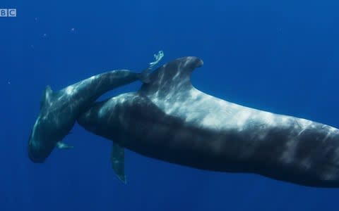 A pilot whale was filmed carrying her dead newborn baby around the ocean for days - Credit: BBC