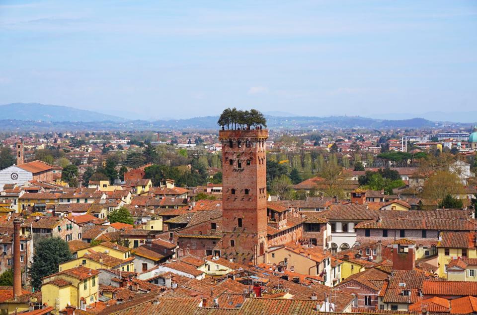 The Torre Guinigi is significantly taller than the buildings around it in Lucca, Italy.