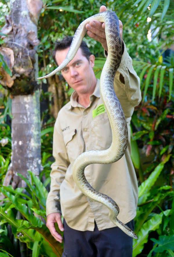 The snake measured in at an impressive 1.2m in length. Source: Facebook/Cairns Snake Catcher.