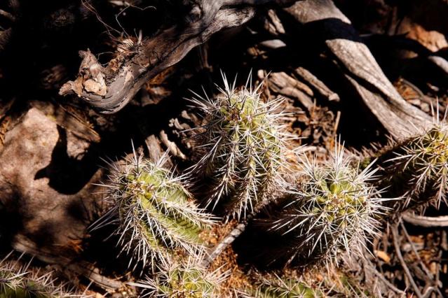 Déjate atrapar por el cactus