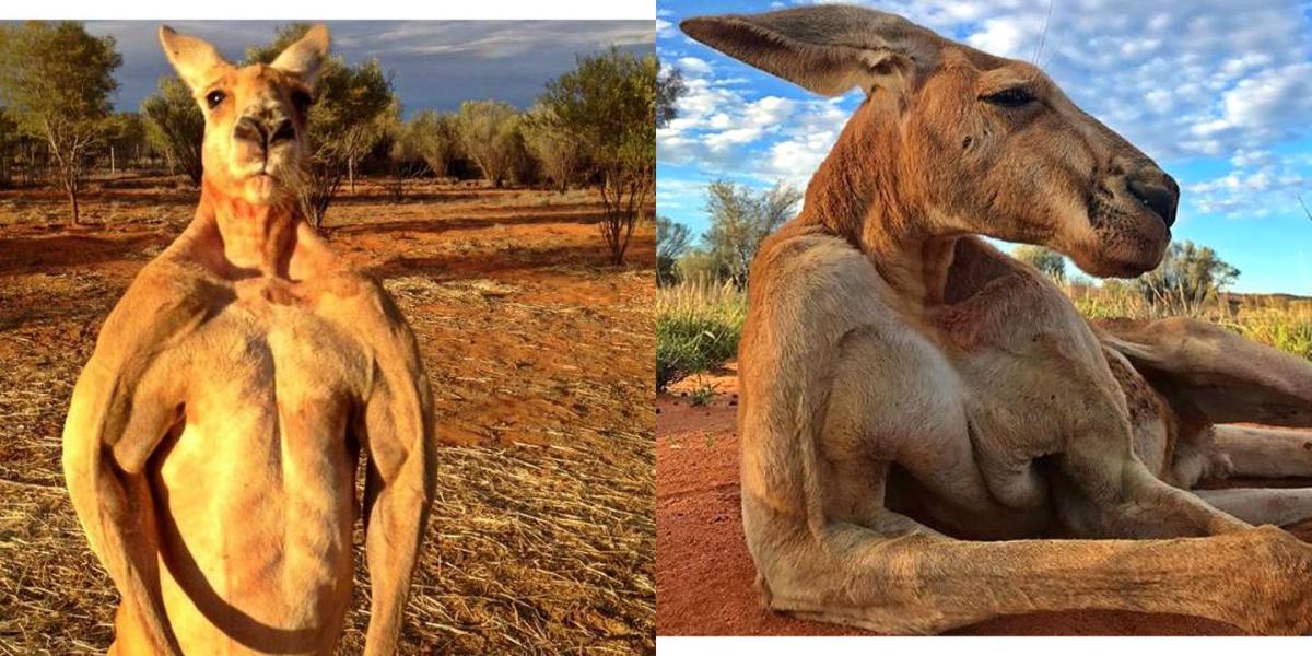 Roger the Jacked Kangaroo Has Died Because 2018 Won t Let Us Have