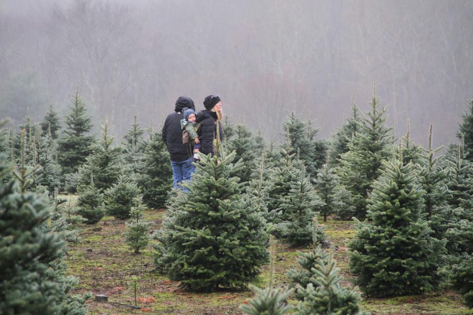 A family scans the field for the perfect Christmas tree at Henry's Tree Farm in Scituate.