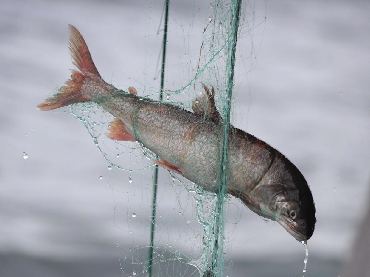 Fish trapped in a gill net are hoisted aboard the Three Suns on Lake Superior: Getty