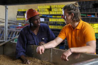 Founder Tommie Hooft van Huijsduijnen, right, talks to worker Godfrey Sali, left, in the rearing warehouse for larvae of the black soldier fly, at Marula Proteen Ltd in Kampala, Uganda Friday, Sept. 2, 2022. Uganda is a regional food basket but the war in Ukraine has caused fertilizer prices to double or triple, causing some who have warned about dependence on synthetic fertilizer to see larvae farming as an exemplary effort toward sustainable organic farming. (AP Photo/Hajarah Nalwadda)