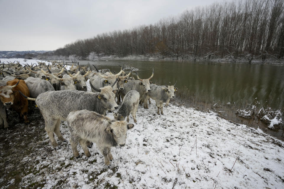 Cows stand on a flooded river island Krcedinska ada on Danube river, 50 kilometers north-west of Belgrade, Serbia, Tuesday, Jan. 9, 2024. After being trapped for days by high waters on the river island people evacuating cows and horses. (AP Photo/Darko Vojinovic)