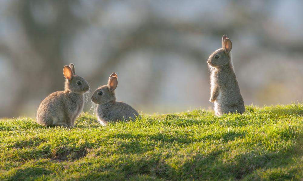 <span>Photograph: Wild Dales Photography - Simon Phillpotts/Alamy</span>