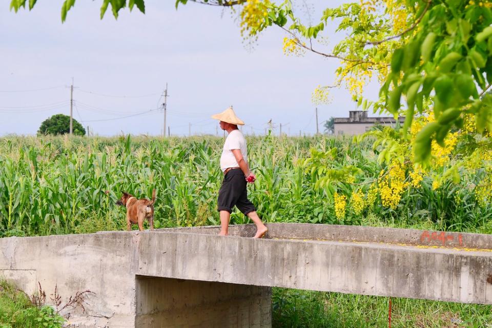 嘉義六腳鄉阿勃勒黃金步道