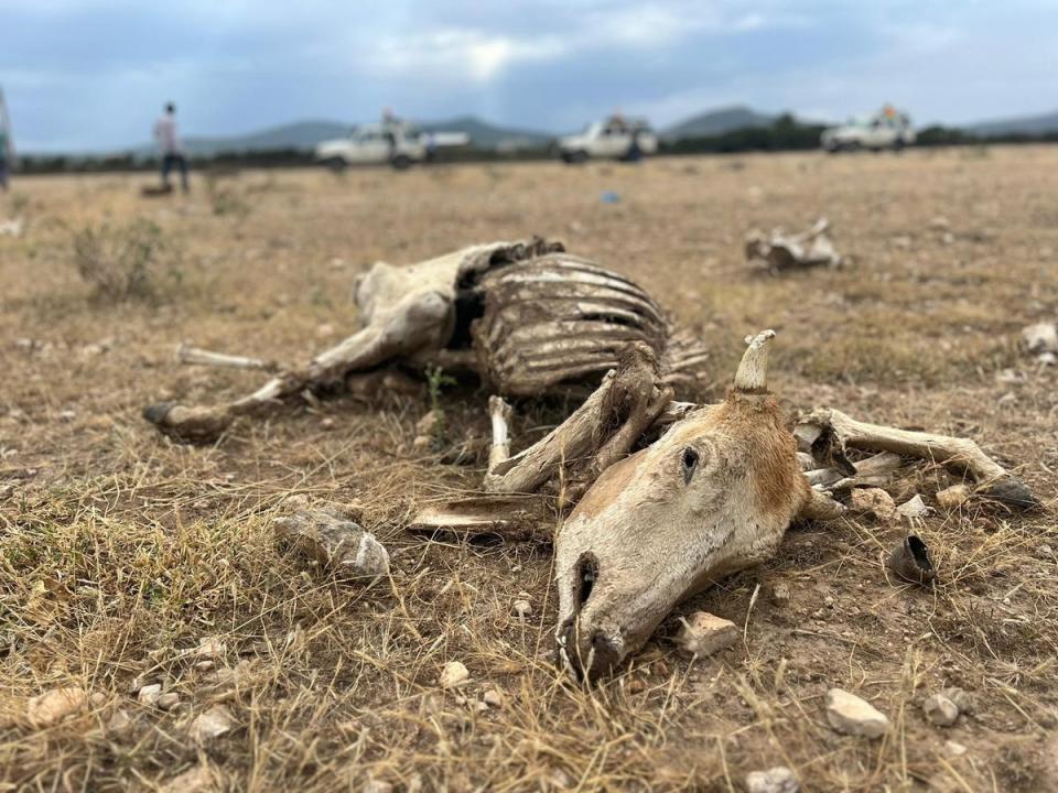 Cattle are dying as Ethiopia experiences its worst drought in 40 years (IRC)