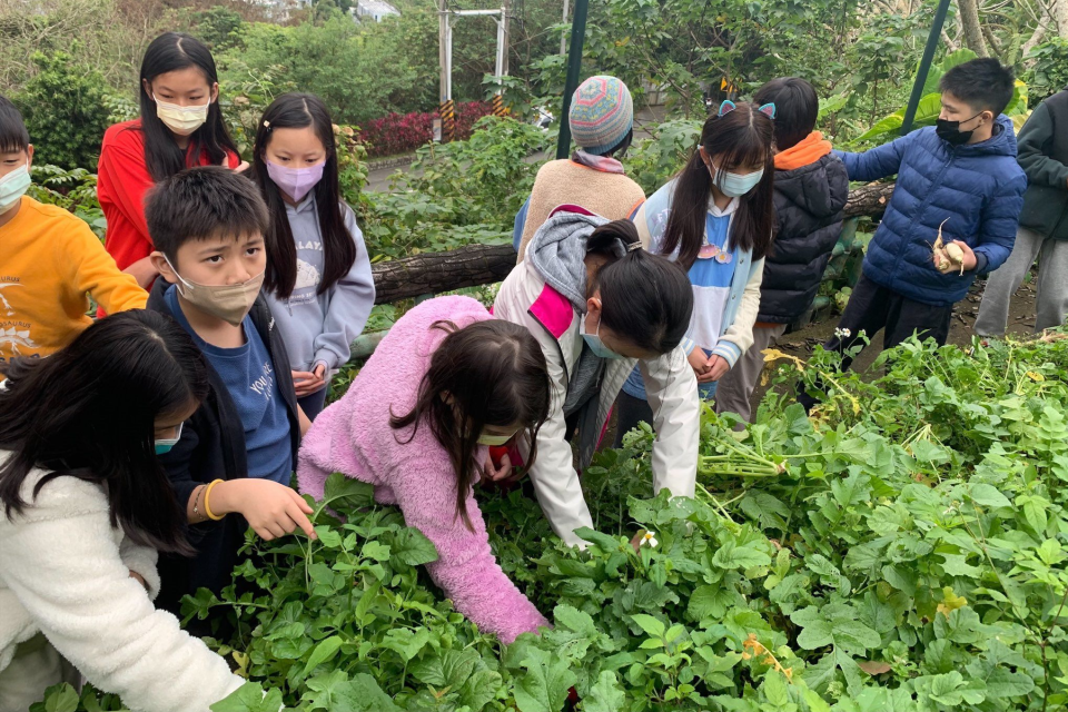 北市雙溪國小同學採收學校菜園的蘿蔔，準備自製蘿蔔糕