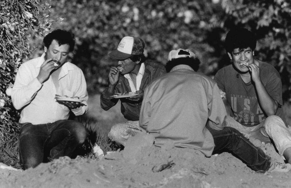 A group of farm workers eat their dinner in a grove of orange trees in 1991.