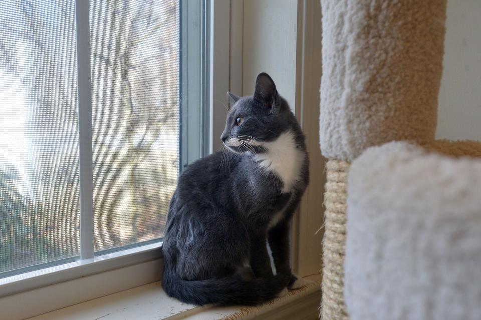 At MetroWest Humane Society in Ashland,  a kitten named Muffin looks out of the window, Jan. 19, 2022.