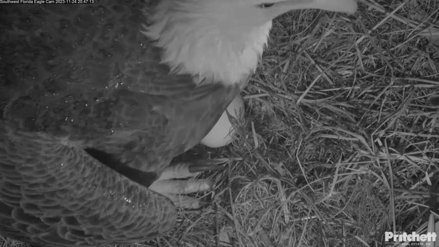 (Southwest Florida Eagle Cam)