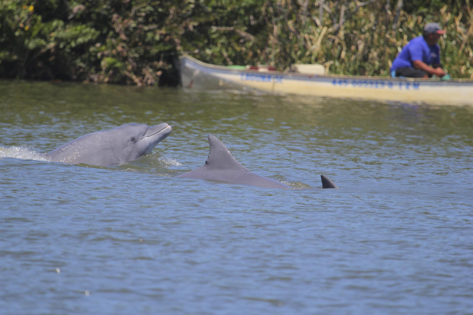 Fotografía de 2018 proporcionada por la Universidad Estatal de Oregon de un grupo de delfines nadando hacia pesadores en el río Tubarão en Brasil. (Alexandre Machado/Universidade Federal de Santa Catarina via AP)