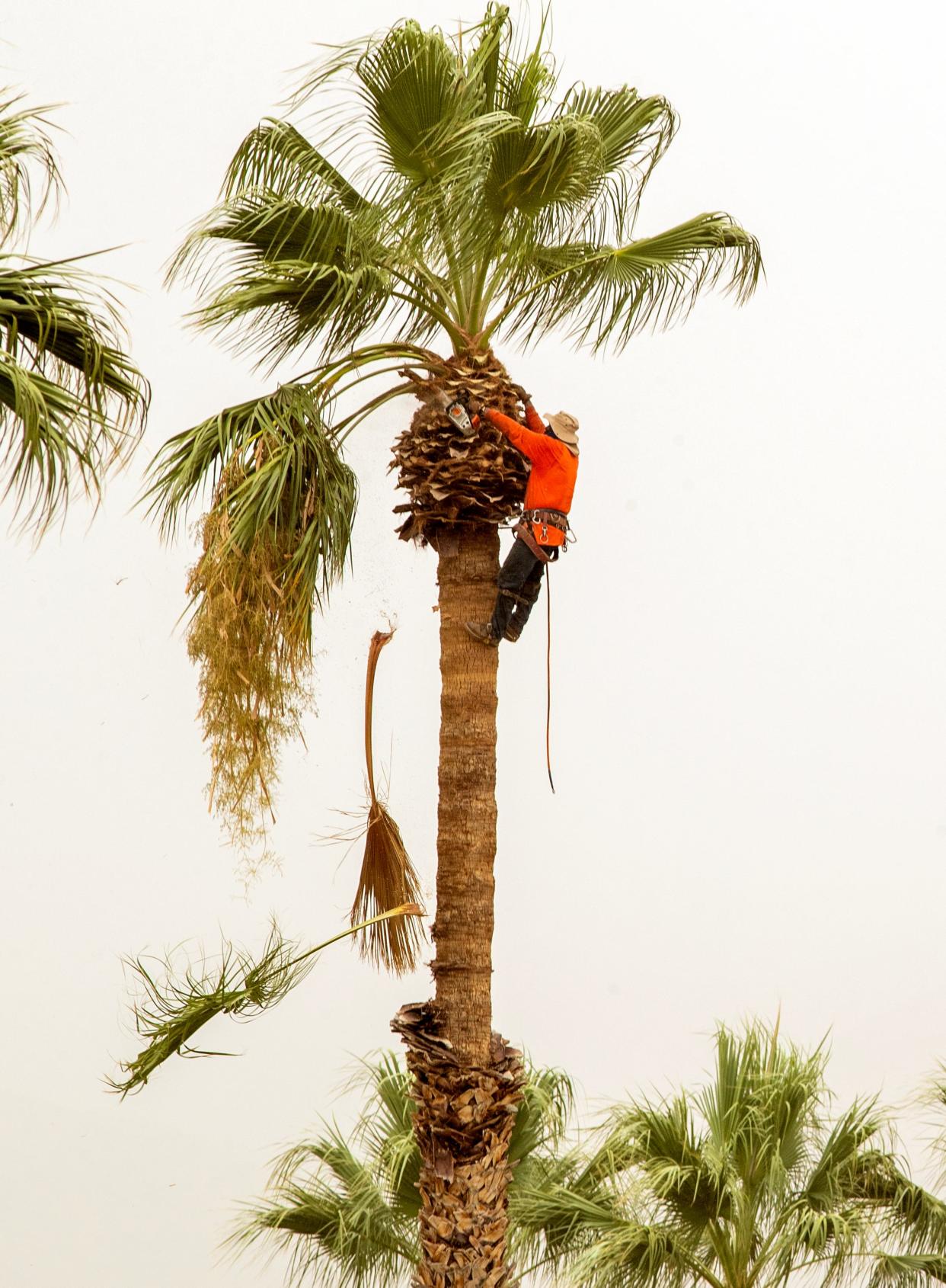 A tree trimmer works in a palm tree under a gray sky and some light rain Monday morning in Palm Springs.