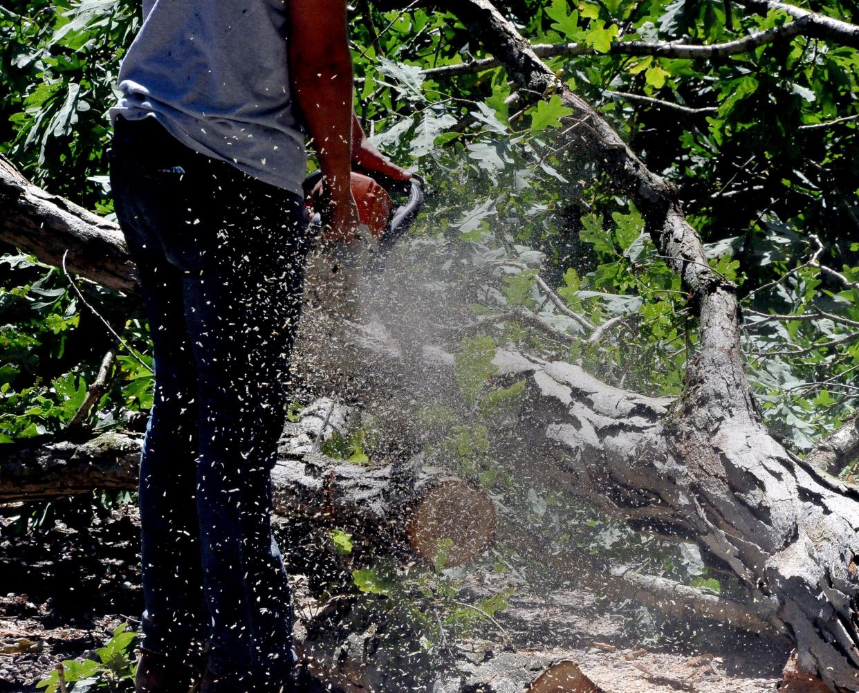 A worker for Maibach Tree Service cuts into a tree while at work on Monday, June 27. Founder and owner Matt Maibach said his teams have been busy cleaning up storm damage and debris for the past two weeks.