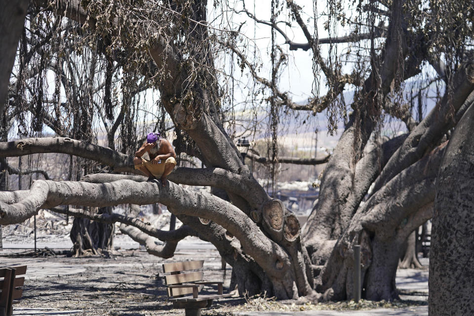 FILE - A man reacts as he sits on the Lahaina historic banyan tree damaged by a wildfire on Aug. 11, 2023, in Lahaina, Hawaii. With a housing crisis that has priced out many Native Hawaiians as well as families that have been there for decades, concerns are rising that Maui could become the latest example of “climate gentrification,” when it becomes harder for local people to afford housing in safer areas after a climate-amped disaster. (AP Photo/Rick Bowmer, File)