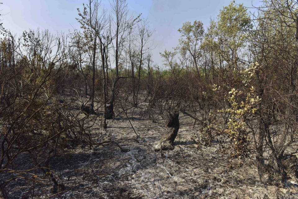 Trees are burned in the aftermath of a forest blaze in Laarache, northern Morocco, Friday, July 15, 2022. Fires fanned by strong winds and extreme temperatures have spread across hundred of hectares in North Africa since Thursday evening. (AP Photo)