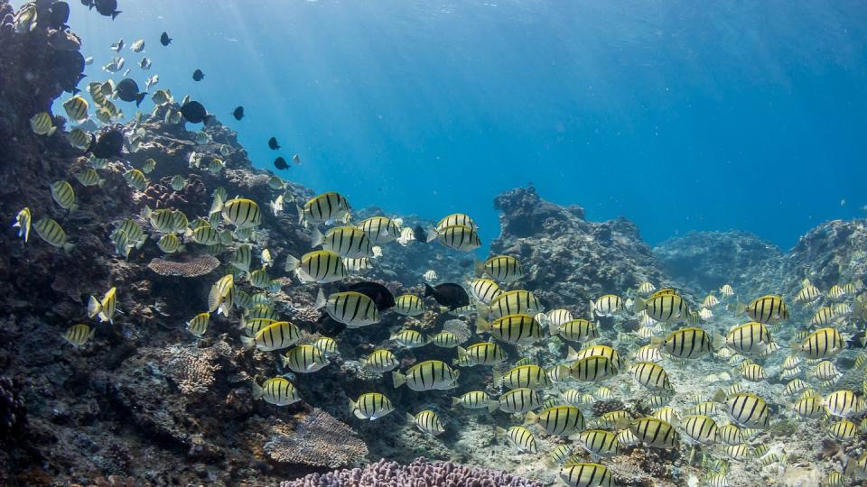 ningaloo reef marine life western australia