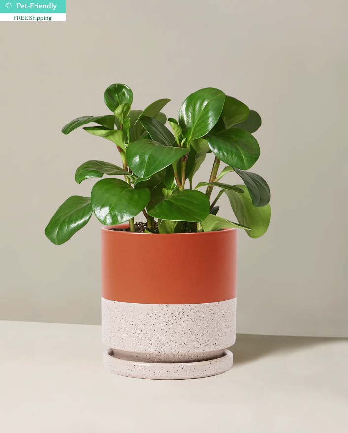 <p><a href="https://go.redirectingat.com?id=74968X1596630&url=https%3A%2F%2Fwww.thesill.com%2Fproducts%2Fpeperomia-green%3Fvariant%3D41076805369961&sref=https%3A%2F%2Fwww.womansday.com%2Flife%2Fg60116668%2Fteacher-appreciation-gift-ideas%2F" rel="nofollow noopener" target="_blank" data-ylk="slk:Shop Now;elm:context_link;itc:0;sec:content-canvas" class="link rapid-noclick-resp">Shop Now</a></p><p>Peperomia Obtusifolia</p><p>The Sill</p><p>$78.00</p><span class="copyright">The Sill</span>