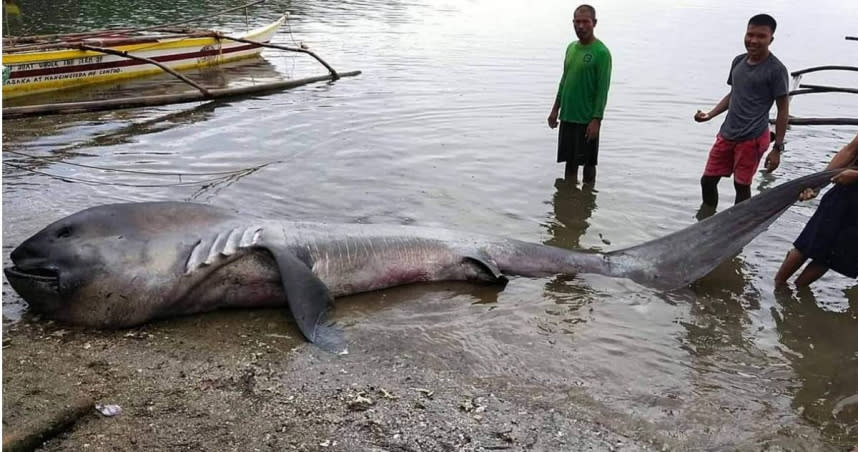 極其罕見的巨口鯊屍體，被發現在菲律賓一個偏遠村莊的沙灘上。（圖／翻攝自「Nonus Enolvus」臉書）