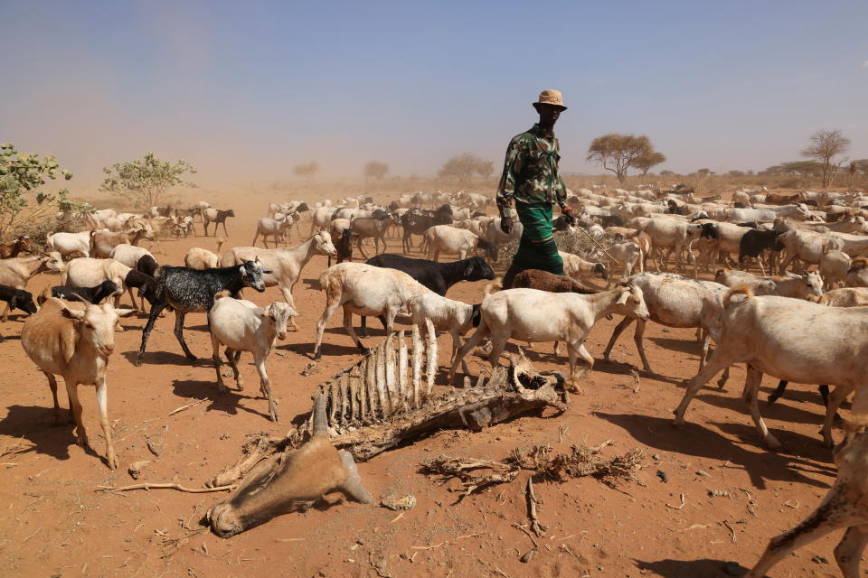 A herder walks his goats past a carcass of a cow who died due to an ongoing drought is seen near the town of Kargi, Marsabit county, Kenya, October 9, 2021. Picture taken October 9, 2021. REUTERS/Baz Ratner