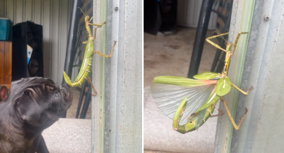 Image of the small, black pug sniffing the goliath stick insect which is perched on the garden shed.