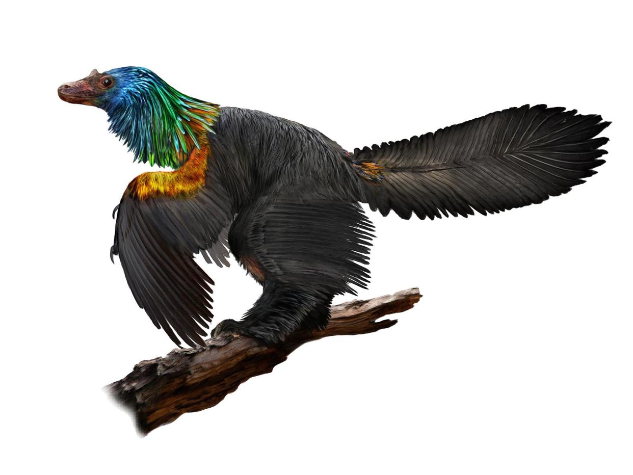 Illustration of the dinosaur Caihong juji, showing the iridescent plumage growing on its head and chest: Velizar Simeonovski