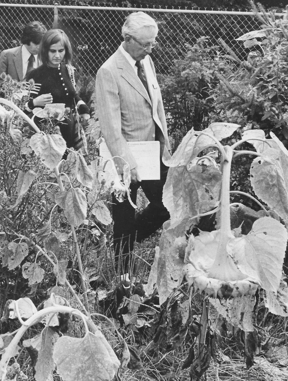 Summit County Common Pleas Judge Theodore Price inspects Nellie Shriver’s “little jungle” in the backyard of her Madrid Drive home in Akron in 1973.