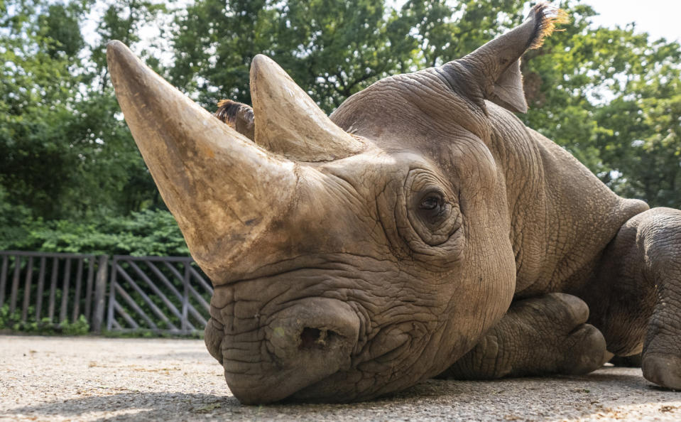 In this undated photo provided by Safari Park Dvur Kralove, Black Rhino Manny is photographed at Safari Park Dvur Kralov, in Dvur Kralove nad Labem, Czech Republic. Officials say five critically endangered eastern black rhinos from wildlife parks in three European countries are ready for a transport back to their natural habitat in Rwanda, where the entire rhino population was wiped out during the genocide in the 1990s. (Oliver Le Que/Safari Park Dvur Kralove via AP)
