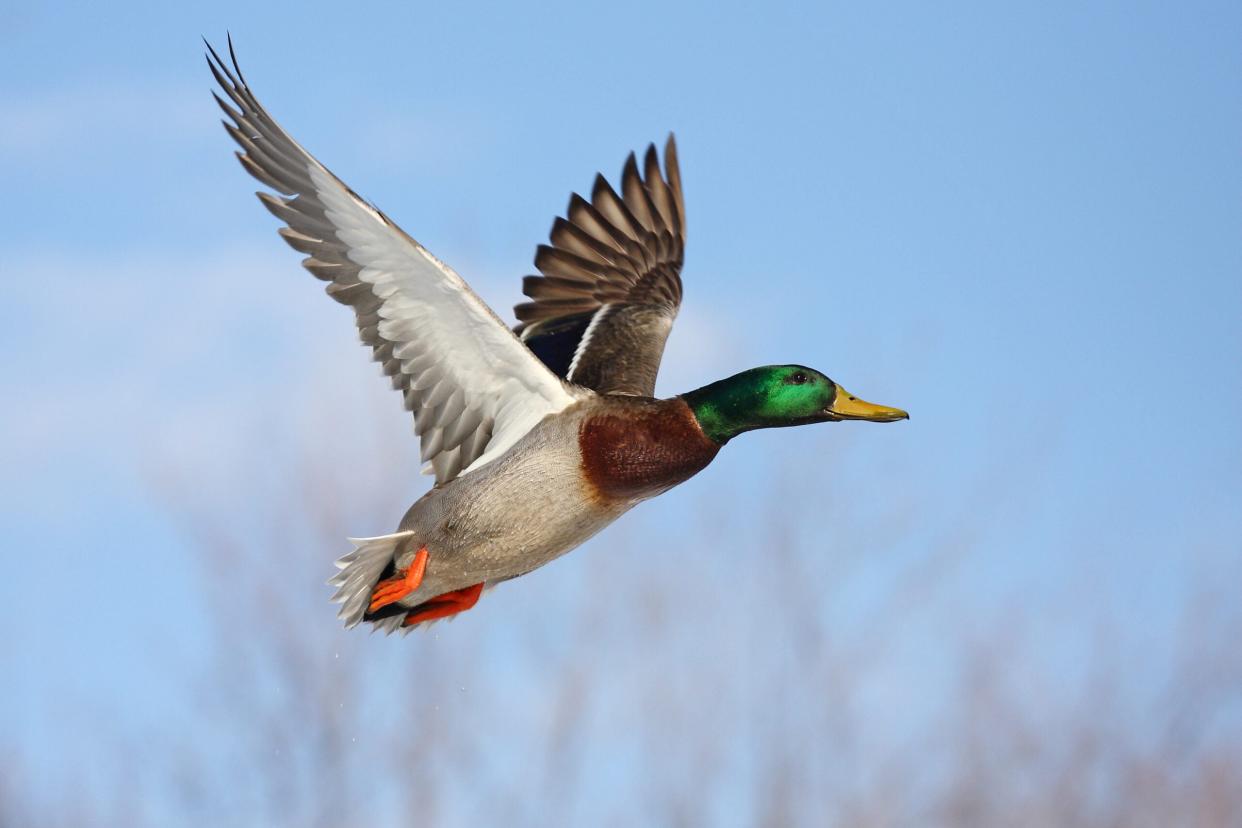 A fully plummed drake mallard in flight.